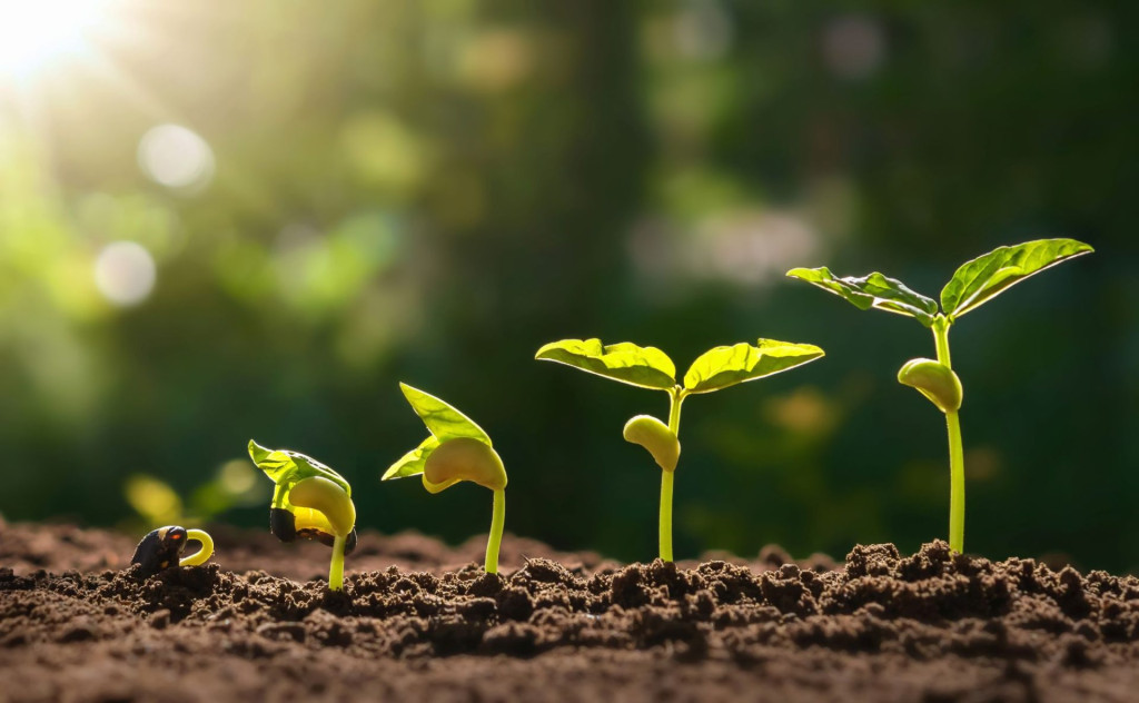 Illustrasjonsbilete. Frø som spirer